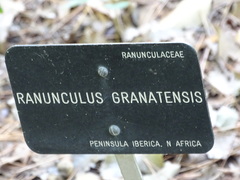 Ranunculus granatensis