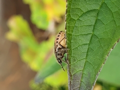 Dolycoris baccarum