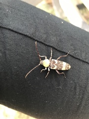 Megacyllene antennata