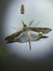 Tipuliforma triangulalis