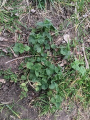 Marrubieae