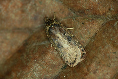 Agonopterix heracliana