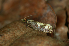Epinotia trigonella