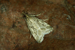 Eudonia pallida