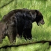 דוב שחור היידה גוואי - Photo (c) chowan,  זכויות יוצרים חלקיות (CC BY-NC)