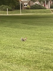 Sciurus carolinensis
