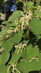 Reynoutria japonica