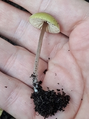 Entoloma pleopodium