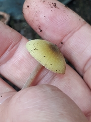 Entoloma pleopodium