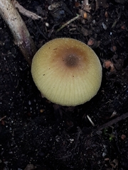 Entoloma pleopodium