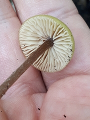 Entoloma pleopodium