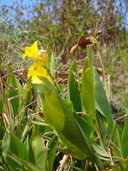 Canna flaccida