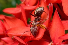 Camponotus rufoglaucus