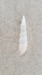Terebridae