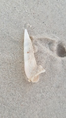 Terebridae