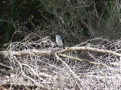 Eopsaltria georgiana