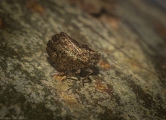 Cotylana angustifrons