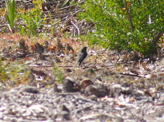 Eopsaltria georgiana