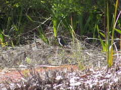 Eopsaltria georgiana