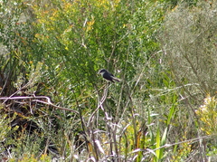 Eopsaltria georgiana