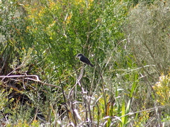 Eopsaltria georgiana