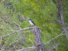 Eopsaltria georgiana