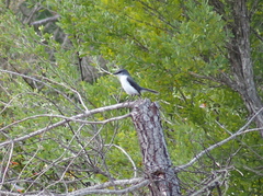 Eopsaltria georgiana