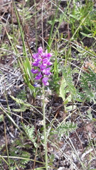 Oxytropis glabra