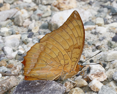 Charaxes marmax marmax
