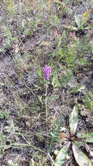 Oxytropis glabra