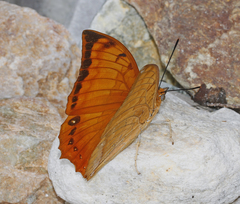 Charaxes marmax marmax