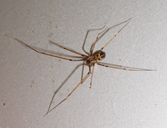 Hoplopholcus forskali