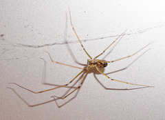 Hoplopholcus forskali