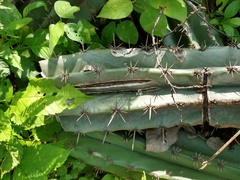 Stenocereus laevigatus