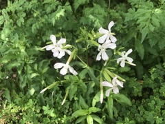 Saponaria officinalis