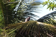 Callithrix jacchus