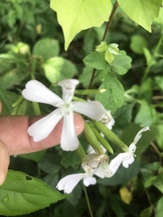 Saponaria officinalis