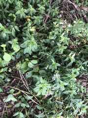 Saponaria officinalis
