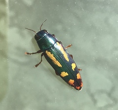 Buprestis rufipes