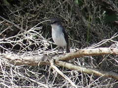 Eopsaltria georgiana