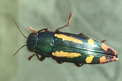 Buprestis rufipes