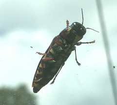 Buprestis rufipes