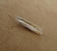 Crambus harrisi