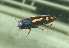 Buprestis rufipes