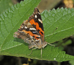 Vanessa indica indica