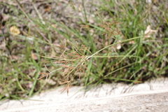 Cyperus longus