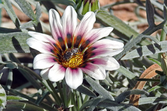 Pseudoanthidium repetitum