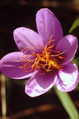 Crocus ligusticus