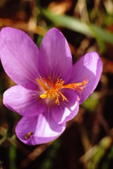 Crocus ligusticus