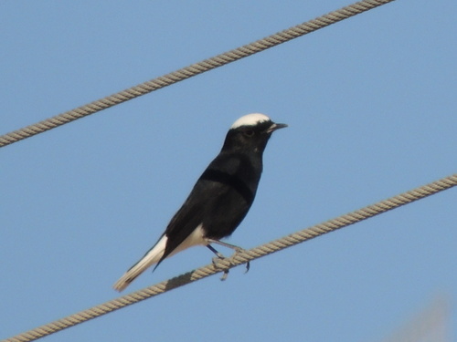 Oenanthe leucopyga